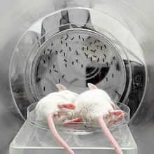 Sleeping mice in chambers with mosquitoes behind them on a mesh