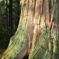 a large, mossy cedar tree in a forest