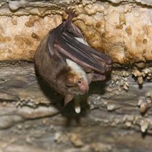 Bat perching upside down in a cave. 