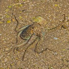 brown spotted octopus blending in with its background