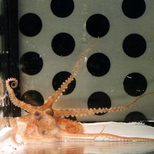 Octopus in tank lined with black dots