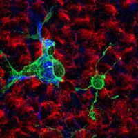 Two oligodendrocyte progenitor cells are being generated from adult stem cells nestled on the surface of brain ventricle