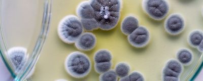 Bluish-grey circles of fuzzy mold grow in a Petri dish.