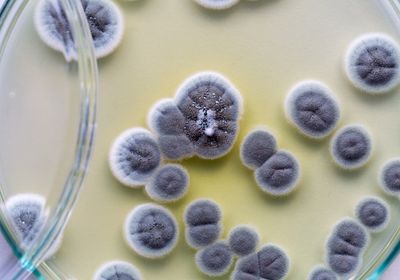 Bluish-grey circles of fuzzy mold grow in a Petri dish.