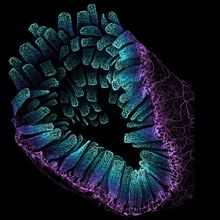 network of intestinal blood vessels