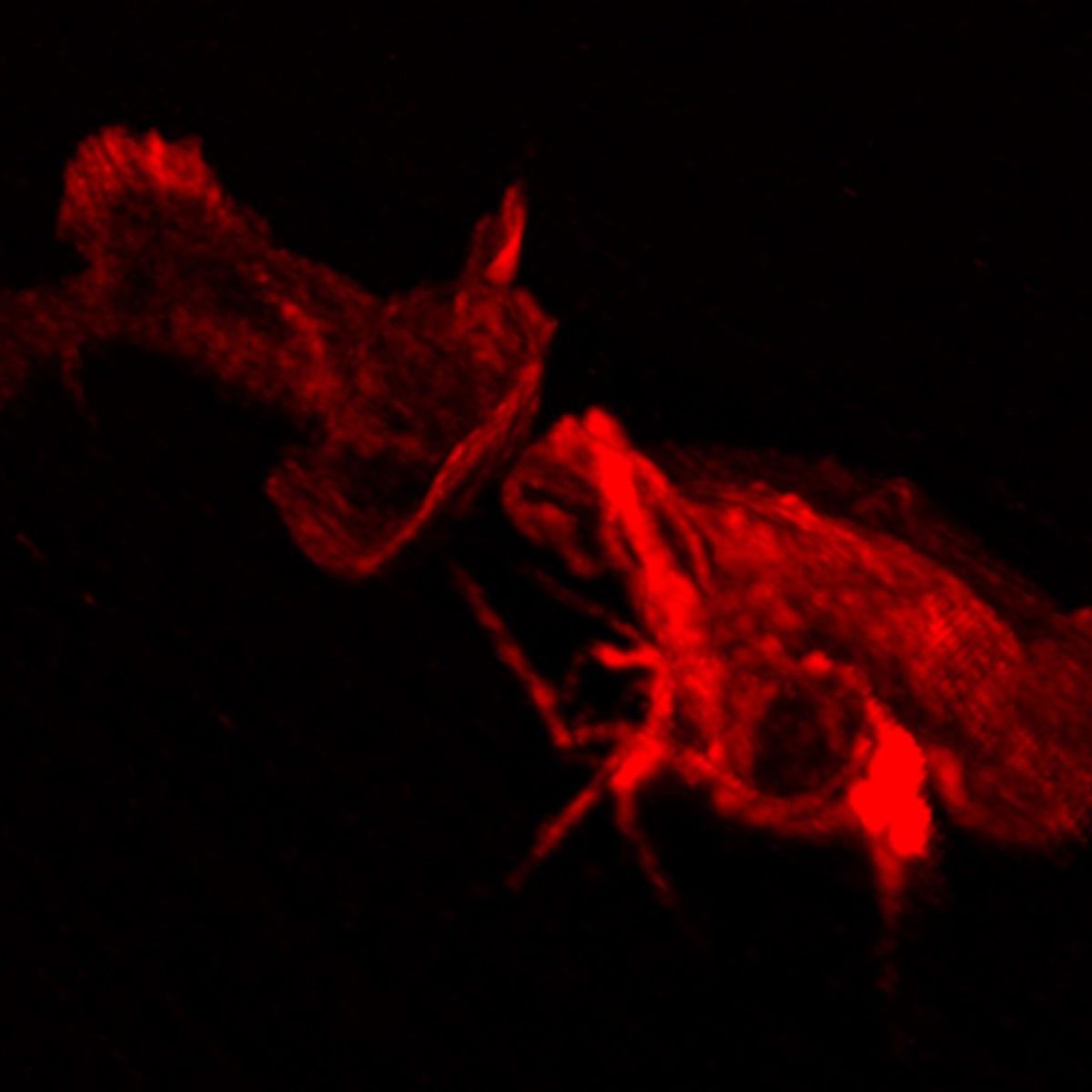 Lattice light sheet microscopy image showing two motile neutrophil-like HL-60 cells upon contact. Their dynamic plasma membrane is fluorescently labelled in red. 