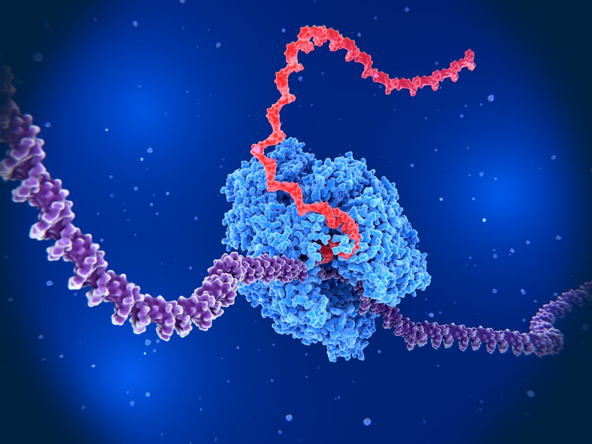 A 3D illustration of RNA polymerase II transcribing a messenger RNA molecule