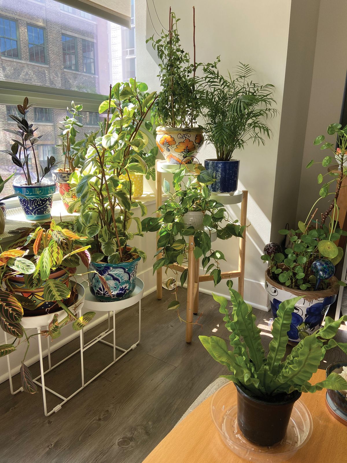 Image of a collection of different houseplants.