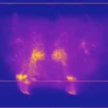 Brain imaging of a fruit fly