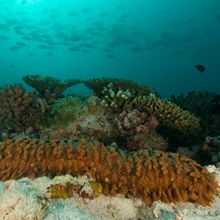 An orange-brown pineapple sea cucumber, covered in wart-like growths, rests on the seafloor in front of some coral, with a school of fish swimming overhead.