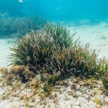 Seagrass underwater on a sandy seabed.