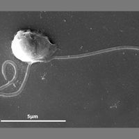 A scanning electron micrograph of the picozoan Picomonas judraskeda