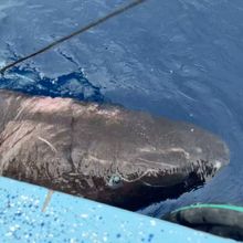 Shark at the surface of the water next to a boat