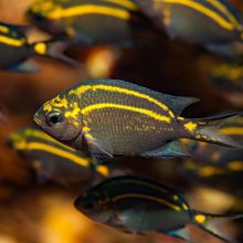 A school of juvenile spiny chromis (Acanthochromis polycanthus)