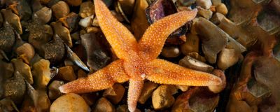 A starfish with one arm shorter than the other four.