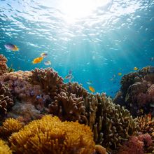 sunlit coral reef