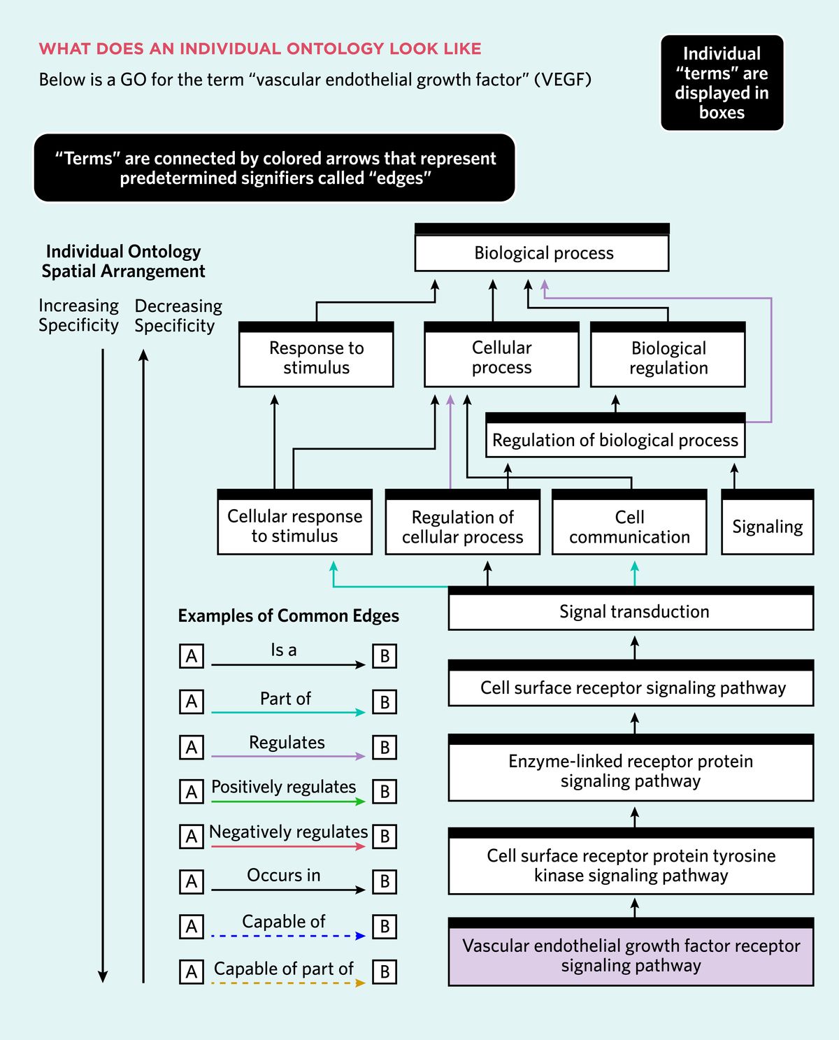 Components of a gene ontology: A gene ontology becomes less specific as you move from the bottom to the top. The key base term for an individual ontology is at the bottom of the graph. As you move up, terms that describe the role and function of the base term and subsequent terms are added in layers that become progressively more general. These terms are connected by color-coded arrows, called edges, which indicate the relationships between terms.