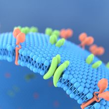 Streamlining Membrane Protein Research with Mass Photometry