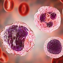 Peripheral blood mononuclear cells surrounded by red blood cells in circulating blood.