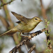 Willow warbler (Phylloscopus trochilus) perched on a branch with its wings extended.