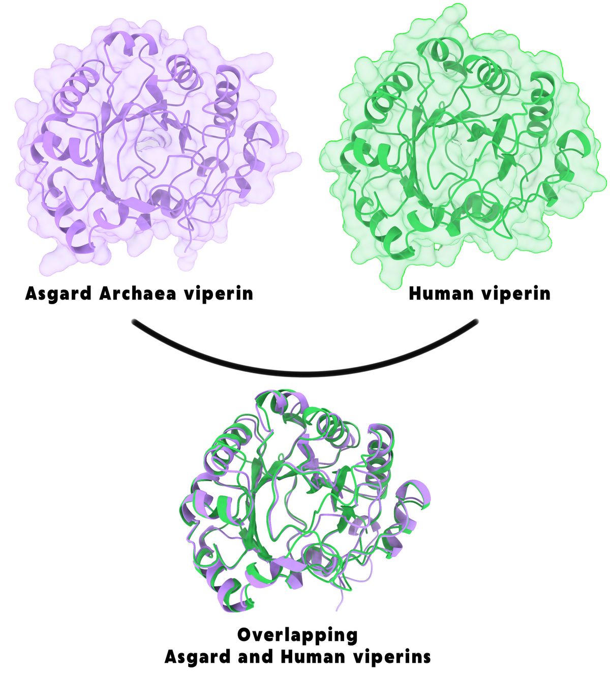 Schematic showing the homology of Asgard archaea viperin to human viperin. On top, the predicted structure of the defense protein from Asgard archaea (purple) and from humans (green) is shown. Beneath them, these two proteins overlay almost perfectly.