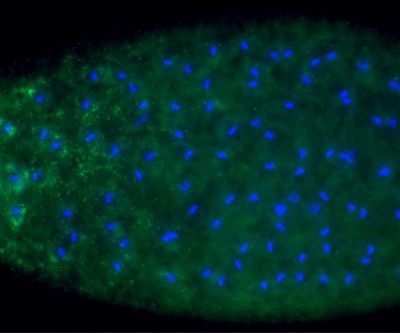 <em>Wolbachia</em> bacteria, marked in green, are found in a wasp&rsquo;s egg, where the wasp&rsquo;s DNA is shown in blue.