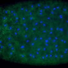 <em >Wolbachia</em> bacteria, marked in green, are found in a wasp&rsquo;s egg, where the wasp&rsquo;s DNA is shown in blue.