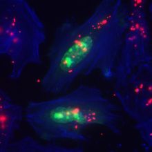 Fluorescent microscopy images of cells after being transfected.