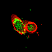 A computer-generated graphic showing a cross-section of red-colored bacteria, with the locations of the protein APOL3 labeled in green.