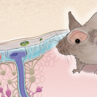 Infographic: How Cytokines Flow into and out of the Brain