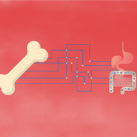 bone microbiome inflammation wnt10b rankl