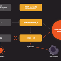 bradykinin kinin cascade covid-19 sars-cov-2 coronavirus pandemic cytokine macrophage dabk ace2 ace immunology leaky blood vessel inflammation