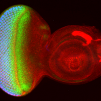 drosophila eye development retina fruit fly imaginal disc