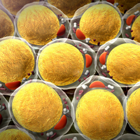 fat cells cachexia killer t cells