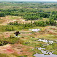 forest climate change trees ecosystem carbon storage