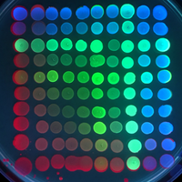 GFP fluorescent proteins