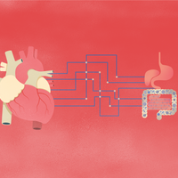 an illustration of connections between the gut and heart