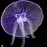 moon jelly Aurelia aurita giant box jelly jellyfish genome sequencing cnidarian morbakka virulenta