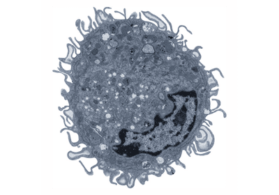 A greyscale micrograph of a Ly6G+ macrophage, showing a kidney-shaped nucleus and many elongated cell-surface protrusions&nbsp;