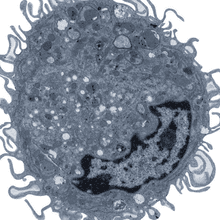 A greyscale micrograph of a Ly6G+ macrophage, showing a kidney-shaped nucleus and many elongated cell-surface protrusions&nbsp;