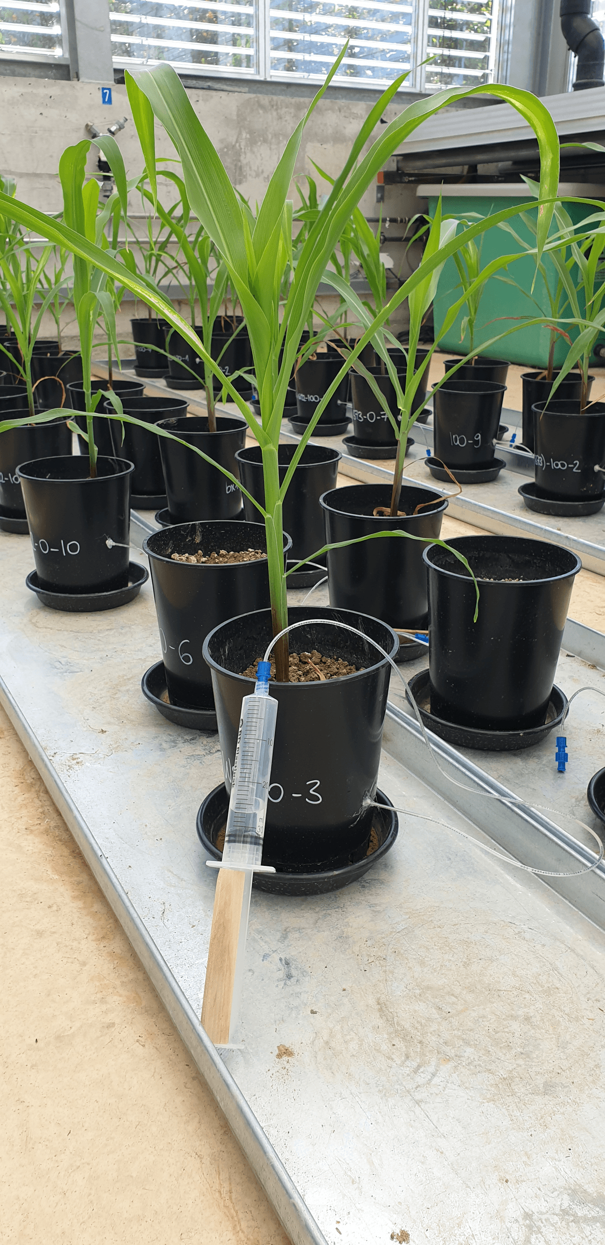 Maize plants grow in individual pots with syringes drawing water samples from the soil.