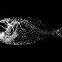 Japanese grass pufferfish (Takifugu niphobles) CT scan