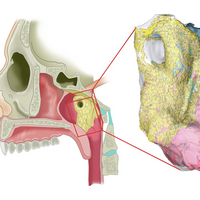 salivary glands tubarial glands human anatomy