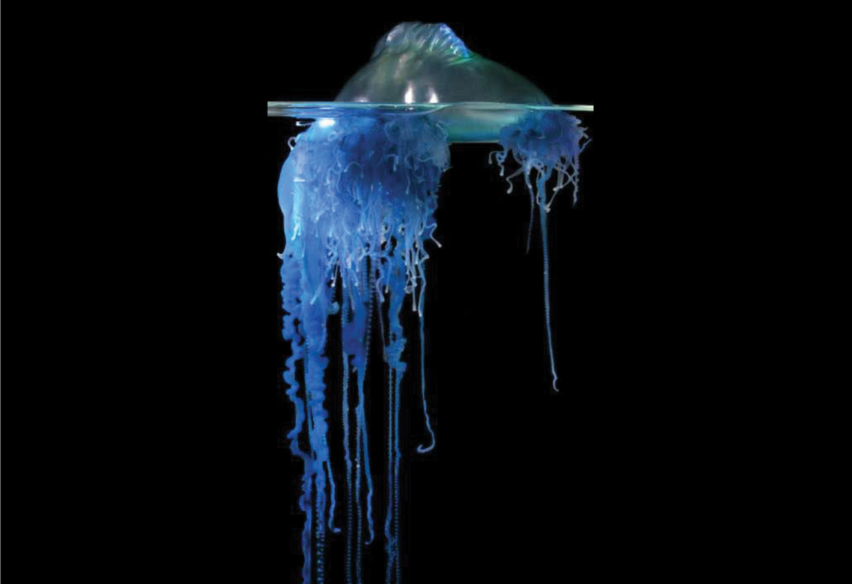 The Portuguese man-of-war (<em >Physalia physalis</em>)