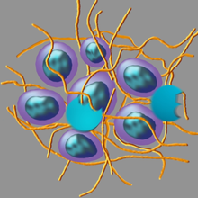 Enzymes Cutting Extracellular Matrix